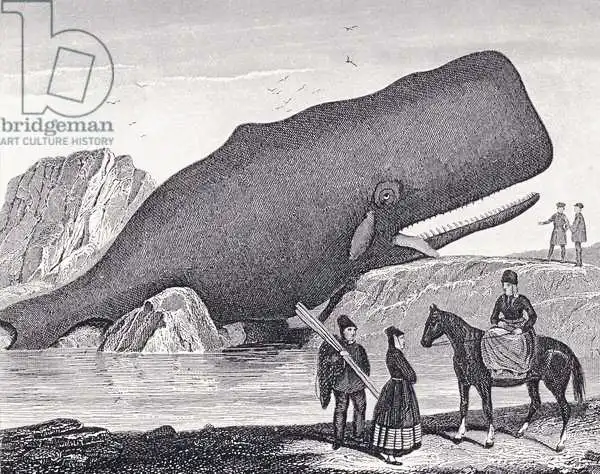 English school (19th century): A Beached Sperm Whale