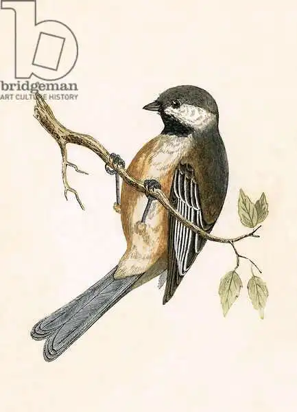 English school (19th century): Cincia siberiana, illustrazione da "A History of the Birds of Europe Not Observed in the British Isles".
