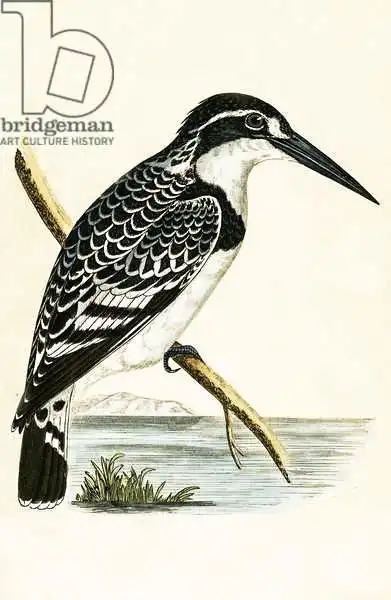 English school (19th century): Martin pescatore in bianco e nero, illustrazione da "A History of the Birds of Europe Not Observed in the British Isles".