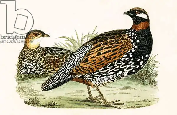 Anglická škola (19. století): Francolin, illustration from A History of the Birds of Europe Not Observed in the British Isles by Charles Robert Bree