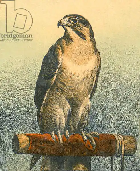 Landseer, Edwin: Falcon