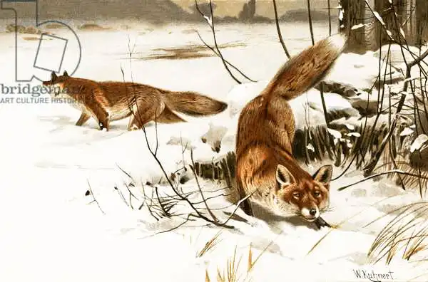 Kuhnert, Wilhelm: Common fox