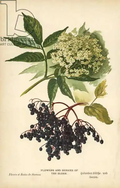 William, Henry, James, Boot: Flowers and Berries of the Elder