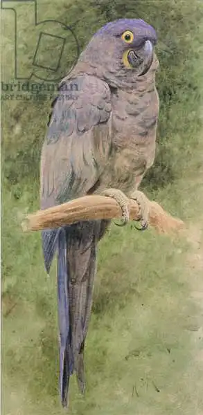 Marks, Henry Stacey: Hyacinth Macaw