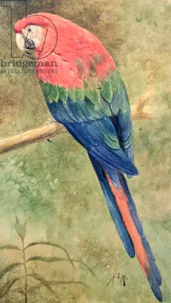 Marks, Henry Stacey: Red and Blue Maca