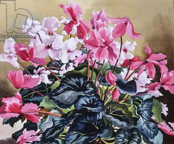 Ryland, Christophe: Cyclamen, 2004