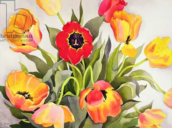 Ryland, Christophe: Tulipes orange et rouge