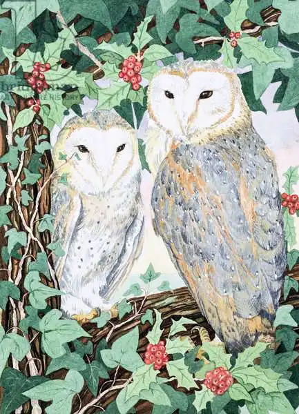 Bailey, Suzanne: Barn Owls