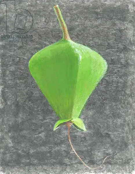 Seligman, Lincol: Barringtonia acutángula