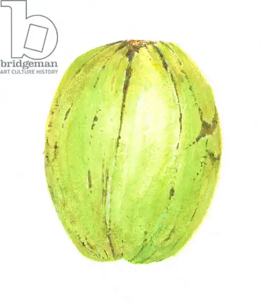 Seligman, Lincol: Coconut, Sri Lanka