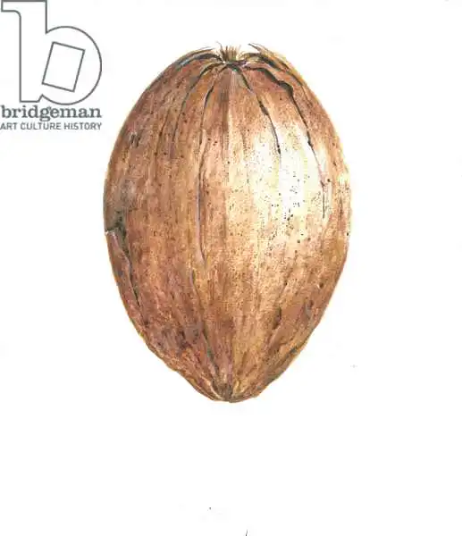 Seligman, Lincol: Coco