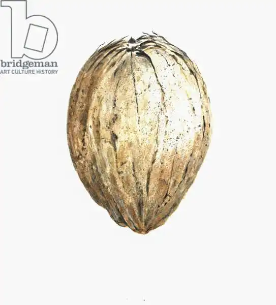 Seligman, Lincol: Kokosnuss