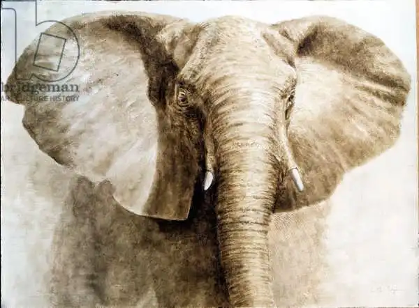 Seligman, Lincol: Elephant, 2004