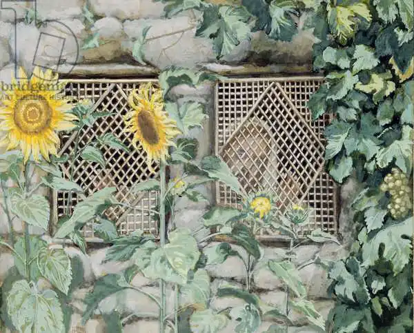 Tissot, James Joseph: Jesus Looking through a Lattice with Sunflowers, illustration for 