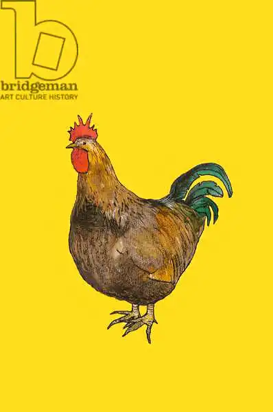 Thompson-Engels, Sara: Jeune coq