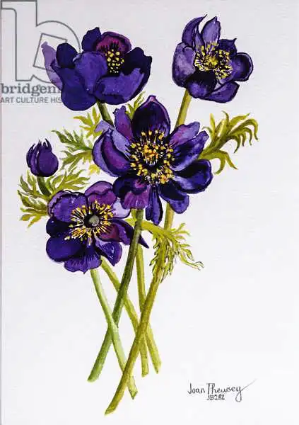 Thewsey, Joa: Anemones