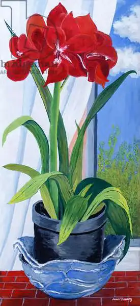 Thewsey, Joa: Amaryllis in a Blue Bowl 2011