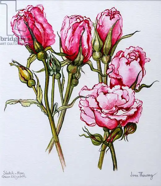 Thewsey, Joa: Rose, Queen Elizabeth