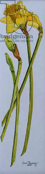 Thewsey, Joa: Four Daffodil Stems 2011