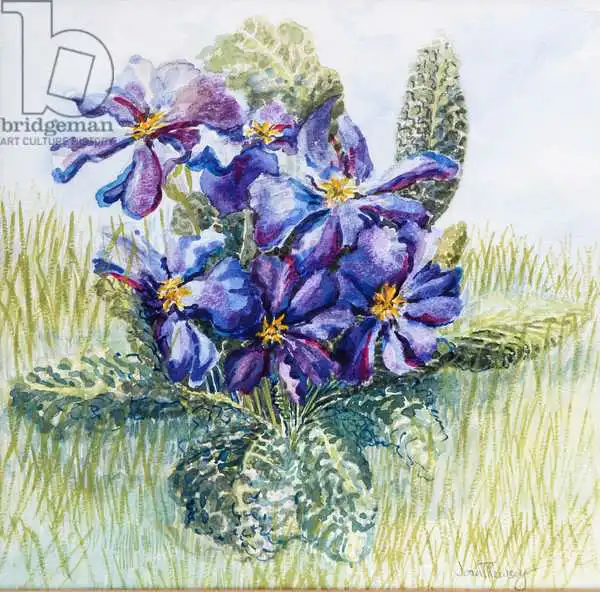 Thewsey, Joa: Die Mauve Primrose 2000