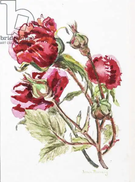 Thewsey, Joa: Red Rose Spray