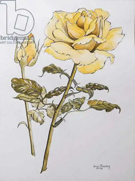 Thewsey, Joa: Yellow Rose with Leaves with Bud