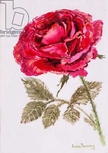 Thewsey, Joa: Red Rose