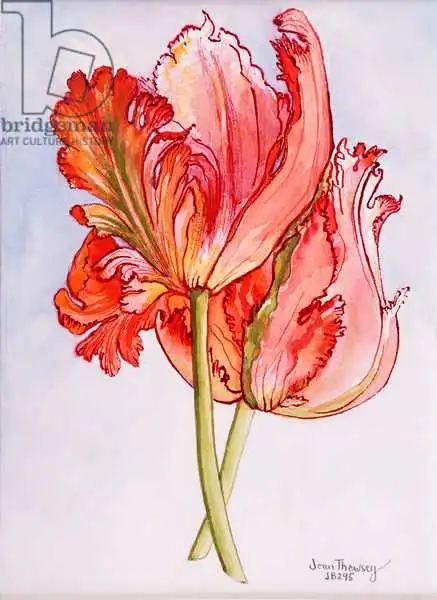 Thewsey, Joa: Two Frilled Tulips