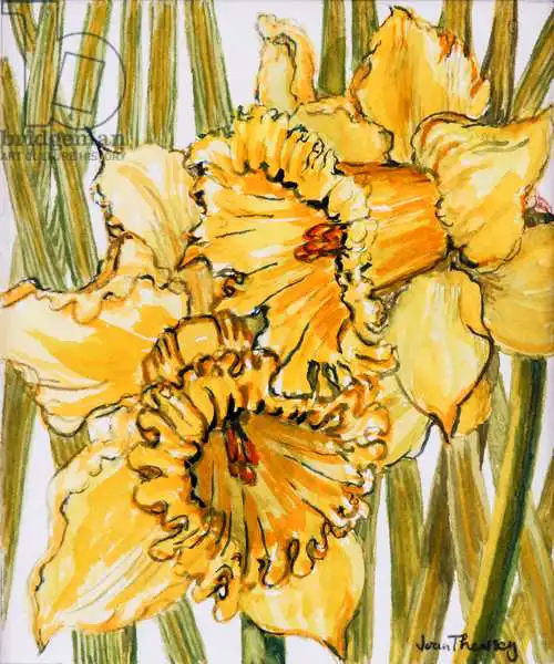 Thewsey, Joa: Deux jonquilles