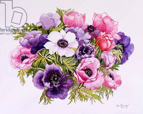 Thewsey, Joa: Anemones