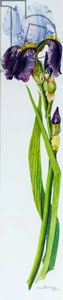 Thewsey, Joa: Iris with Three Buds