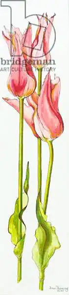 Thewsey, Joa: Three Red Lily-Flowered Tulips Marianne, watercolour
