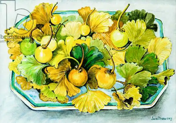 Thewsey, Joa: Ginkgo, fruit and Leaves