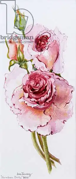 Thewsey, Joa: Roses (Abraham Darby)