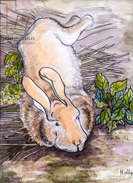 Thewsey, Joa: Holly,the Giant Continental Rabbit