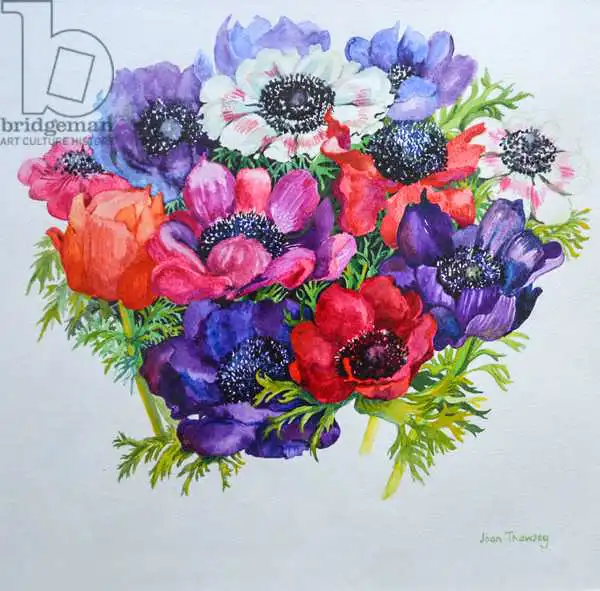 Thewsey, Joa: Anemones: red, white, pink and purple