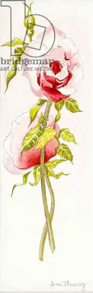 Thewsey, Joa: Two Queen Elizabeth Roses,2000
