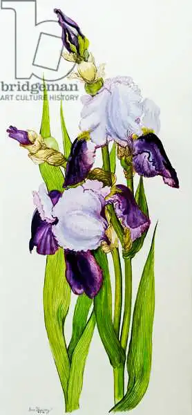Thewsey, Joa: Mauve and purple irises with two buds