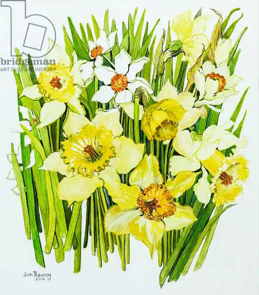 Thewsey, Joa: Daffodils and narcissus