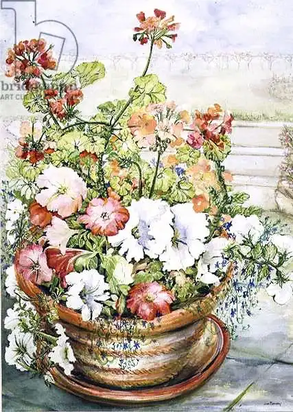 Thewsey, Joa: Petunias and Geraniums