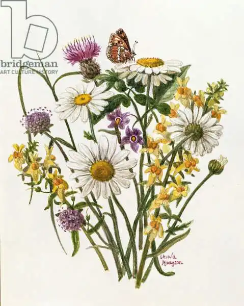 Hodgson, Ursula: Knapweed, Ox-Eye Daisy et Toad Flax