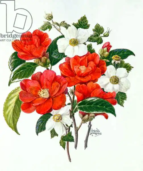 Hodgson, Ursula: Camellia Adolf Audusson