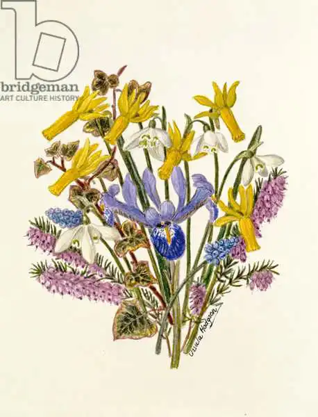 Hodgson, Ursula: Snowdrop, Narcissus cyclamineus, Iris reticulata et Homacinthe de raisin