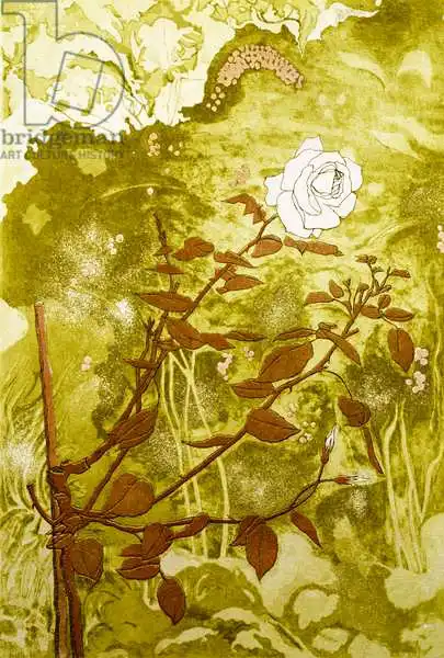 Daniel, Valerie: Rose