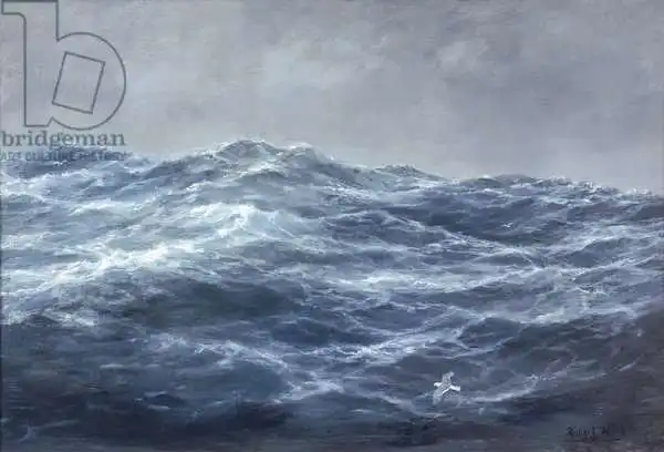 Willis, Richar: The Gull