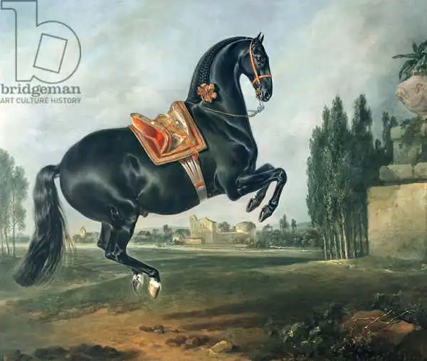Hamilton, Johann Georg: A black horse performing the Courbette