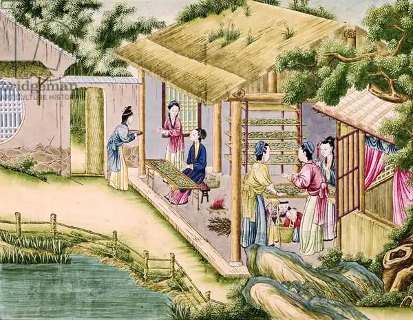 Chinese school (19th century): MS 202 Fol.2 Apprenant les vers à soie, à partir d