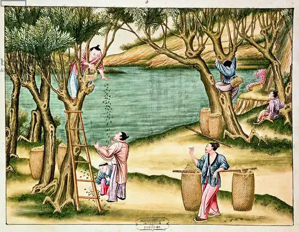 Chinese school (19th century): Collecte de mulberries, à partir d
