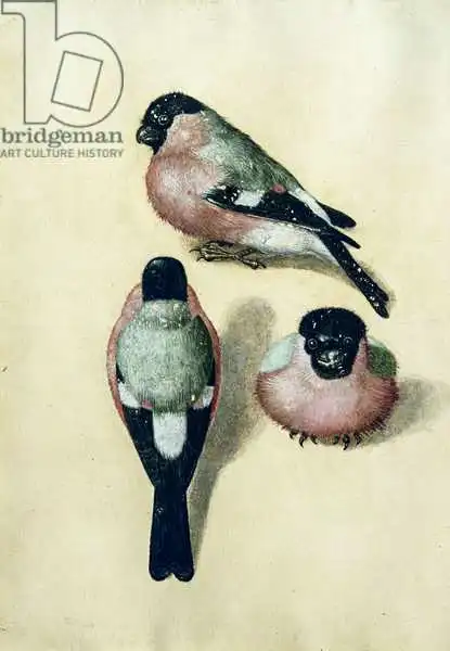 Dürer, Albrecht: Three studies of a bullfinch