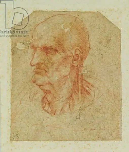 Vinci, Leonardo: Testa di vecchio senza barba, profilo a sinistra